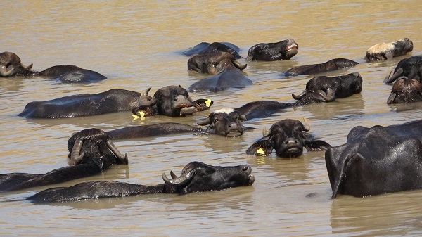 Sıcaktan bunaldılar! Bakın çareyi nasıl buldular