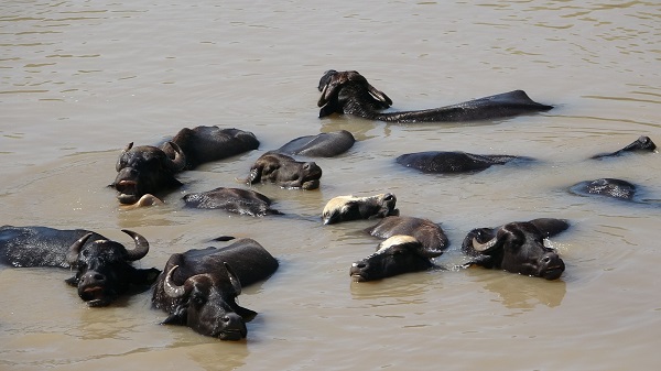 Foto - Sıcaktan bunaldılar! Bakın çareyi nasıl buldular