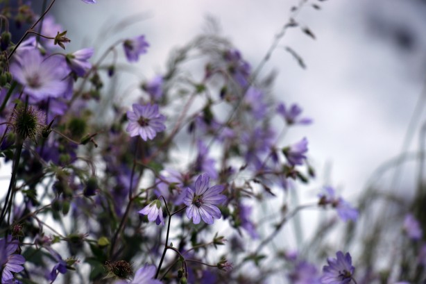 Foto - Sıcaktan kaçan soluğu bakın nerede aldı