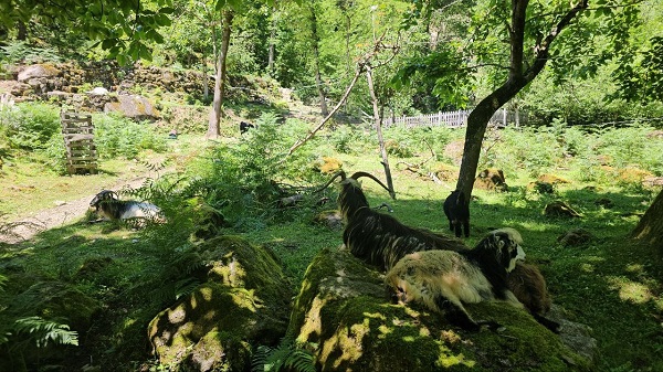 Foto - Sıcaktan kaçanların rotası: Mençuna Şelalesi