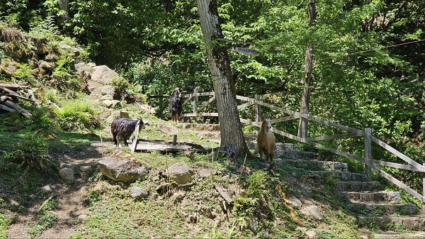 Foto - Sıcaktan kaçanların rotası: Mençuna Şelalesi