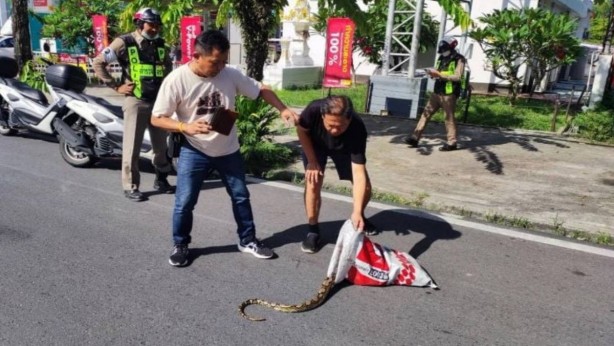 Foto - Orada sıcaktan kavrulan dev yılanlar kendilerini sokağa attı! Kapı pencerelerinizi kapatın... Korkulan istila başladı
