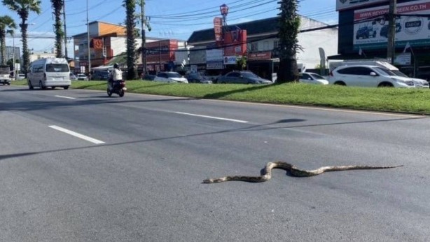 Foto - Orada sıcaktan kavrulan dev yılanlar kendilerini sokağa attı! Kapı pencerelerinizi kapatın... Korkulan istila başladı