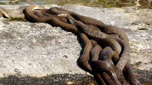 Orada sıcaktan kavrulan dev yılanlar kendilerini sokağa attı! Kapı pencerelerinizi kapatın... Korkulan istila başladı