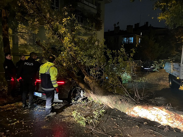 Foto - Şiddetli rüzgar ağacı yerinden söktü! 