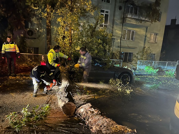 Foto - Şiddetli rüzgar ağacı yerinden söktü! 