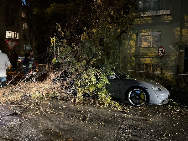 Şiddetli rüzgar ağacı yerinden söktü! 