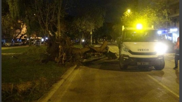 Foto - Şiddetli rüzgar ağaçları kökünden söktü!