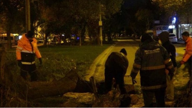 Foto - Şiddetli rüzgar ağaçları kökünden söktü!