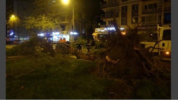 Foto - Şiddetli rüzgar ağaçları kökünden söktü!
