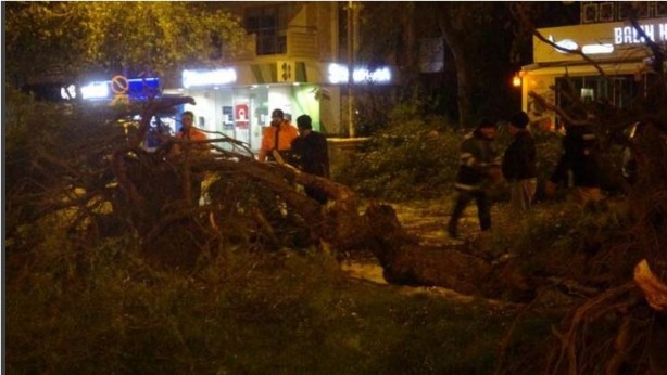 Şiddetli rüzgar ağaçları kökünden söktü!
