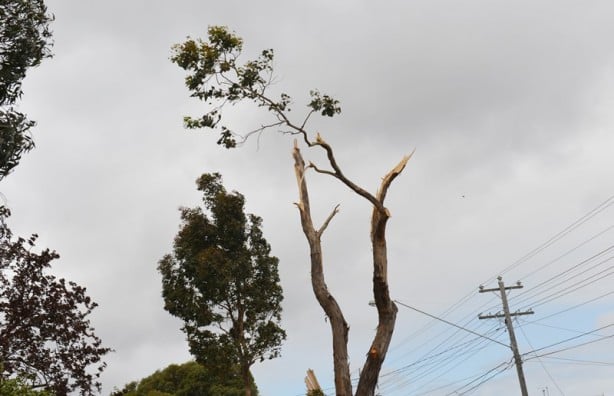 Foto - Şiddetli rüzgar nedeniyle binlerce ev elektriksiz kaldı
