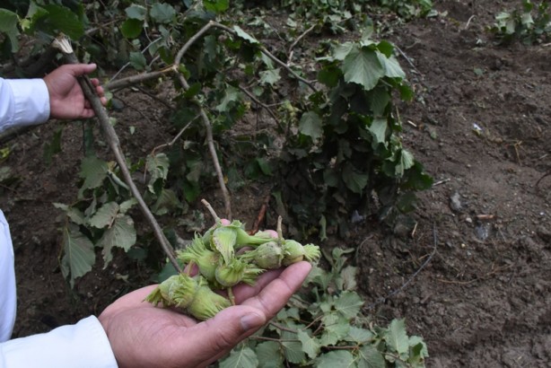 Foto - Şiddetli yağıştan etkilenen fındık bahçelerinde hasar tespit çalışması başlatıldı