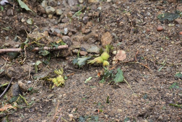 Foto - Şiddetli yağıştan etkilenen fındık bahçelerinde hasar tespit çalışması başlatıldı