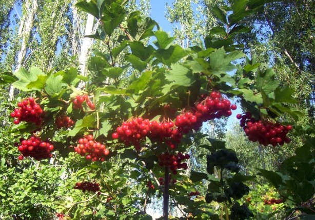 Foto - Şifa dağıtıyor! Coğrafi işareti alındı