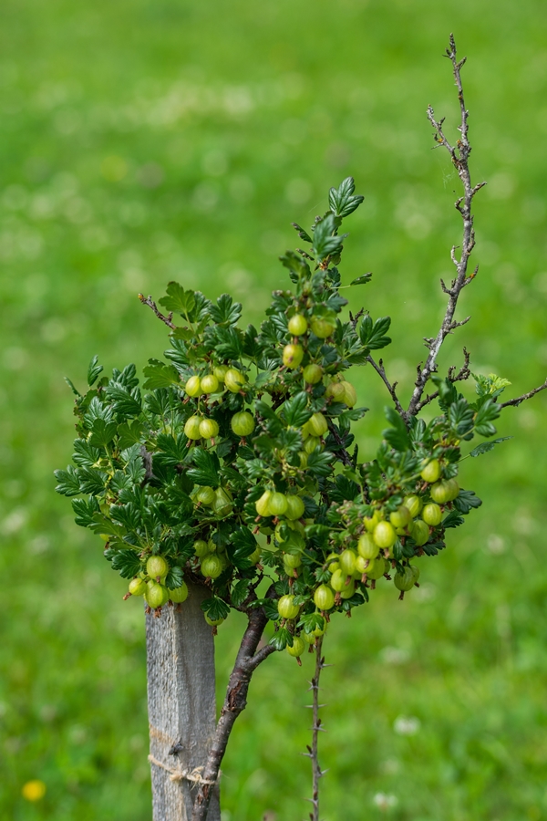 Foto - Şifa dağıtıyor! Coğrafi işareti alındı