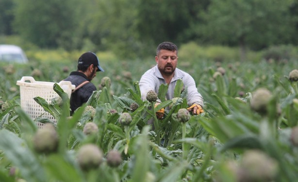 Foto - Şifa deposu! Büyüklüğü ve lezzeti ile ötekilerden ayrılıyor! Türkiye’nin her yerinden alıcısı var