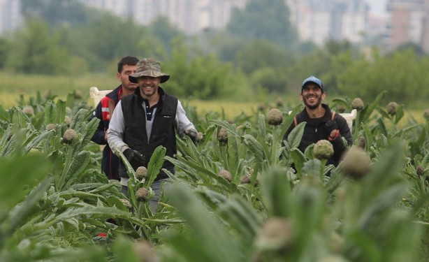 Foto - Şifa deposu! Büyüklüğü ve lezzeti ile ötekilerden ayrılıyor! Türkiye’nin her yerinden alıcısı var