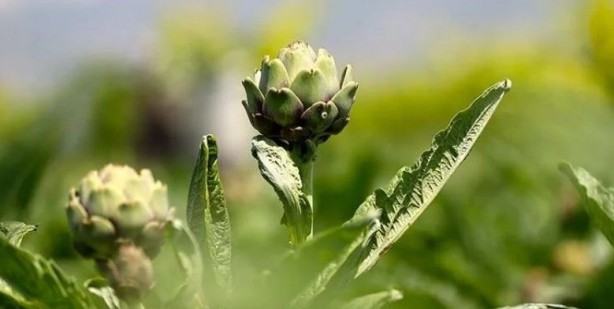 Şifa deposu! Büyüklüğü ve lezzeti ile ötekilerden ayrılıyor! Türkiye’nin her yerinden alıcısı var