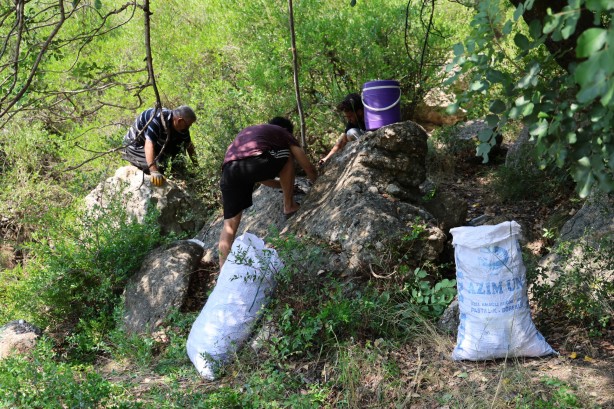 Şifa deposu keçiboynuzunda zorlu hasat başladı