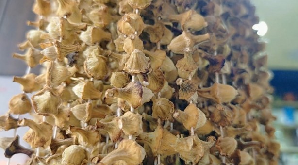 Foto - Şifa deposu olarak biliniyor! Kilosu 600 TL’yi buldu...