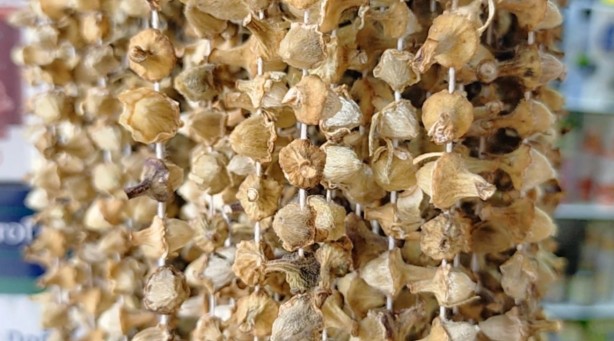 Şifa deposu olarak biliniyor! Kilosu 600 TL’yi buldu...