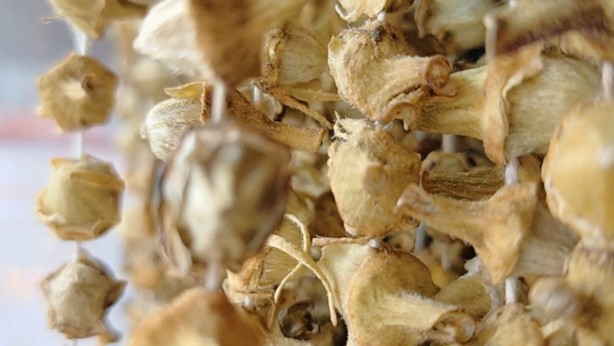 Foto - Şifa deposu olarak biliniyor! Kilosu 600 TL’yi buldu...