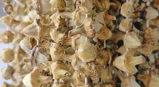 Foto - Şifa deposu olarak biliniyor! Kilosu 600 TL’yi buldu...