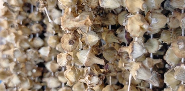 Foto - Şifa deposu olarak biliniyor! Kilosu 600 TL’yi buldu...