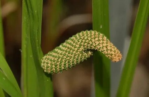 Şifa deposu ot mide ve bağırsak gazlarını böyle gideriyor