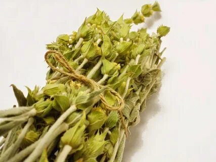 Foto - Şifa deposu ot mide ve bağırsak gazlarını böyle gideriyor