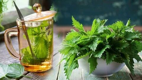 Foto - Şifa deposu ot mide ve bağırsak gazlarını böyle gideriyor