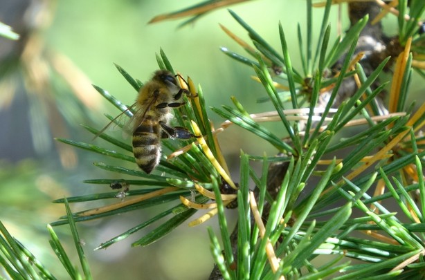 Foto - Şifa deposu sedir balı arıcıların yüzünü güldürdü