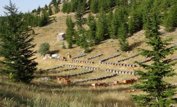 Foto - Şifa deposu sedir balı arıcıların yüzünü güldürdü