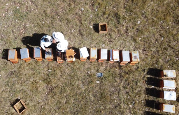 Şifa deposu sedir balı arıcıların yüzünü güldürdü
