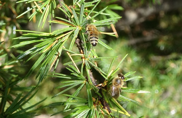 Foto - Şifa deposu sedir balı arıcıların yüzünü güldürdü