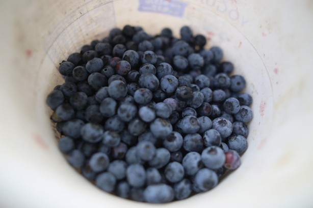 Foto - Şifa deposu yaban mersininde hasat zamanı