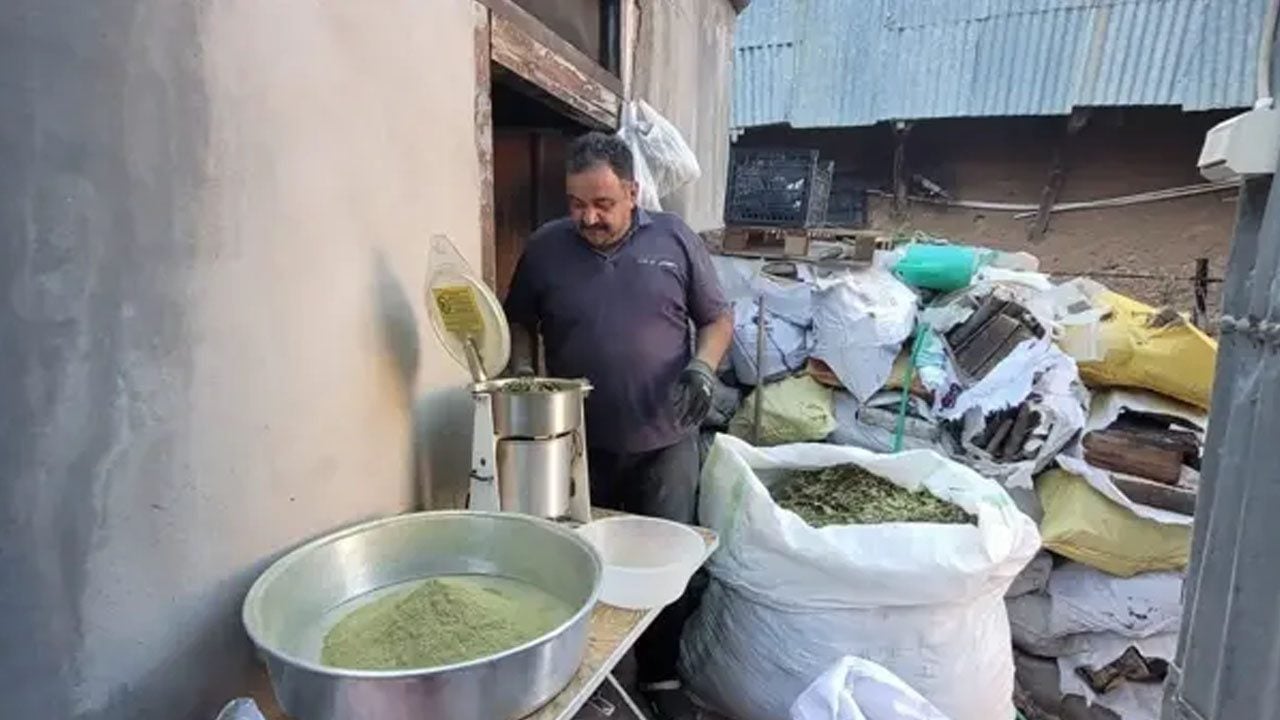 Foto - Şifa diye kullanılan bitkilerden 'Zetrin baharatı'nı keşfet: Tıp bilimi peşine düştü... Doğanın hediyesi soframızda