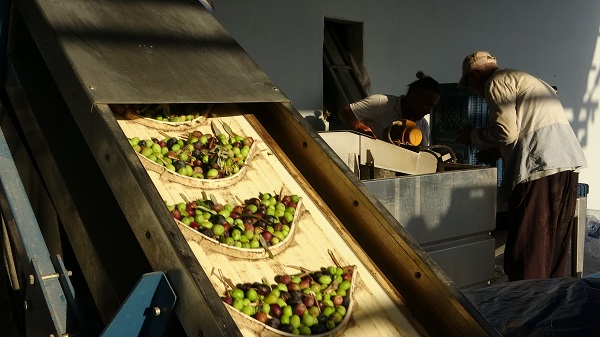 Foto - Şifa dolu zeytinin zahmetli yolculuğu