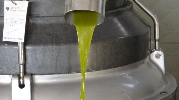 Foto - Şifa dolu zeytinin zahmetli yolculuğu