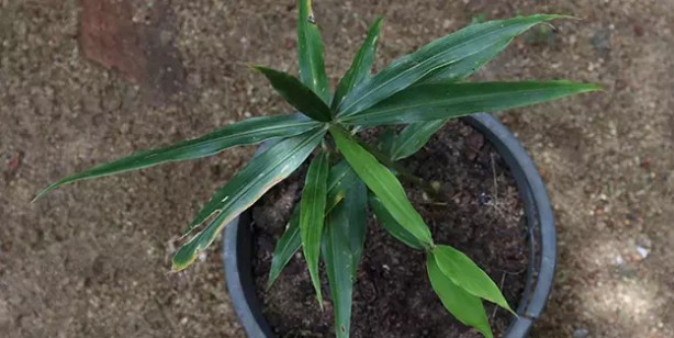 Foto - Şifa kaynağı olduğuna inanılan ev bitkileri! Detaylar şaşkına çevirdi: Fayda edecek olan o 6 bitki! İşte bu da tam listesi