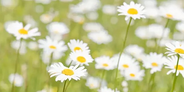 Foto - Şifa kaynağı olduğuna inanılan ev bitkileri! Detaylar şaşkına çevirdi: Fayda edecek olan o 6 bitki! İşte bu da tam listesi