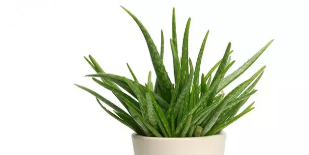 Foto - Şifa kaynağı olduğuna inanılan ev bitkileri! Detaylar şaşkına çevirdi: Fayda edecek olan o 6 bitki! İşte bu da tam listesi