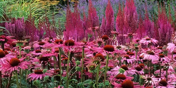 Foto - Şifa kaynağı olduğuna inanılan ev bitkileri! Detaylar şaşkına çevirdi: Fayda edecek olan o 6 bitki! İşte bu da tam listesi