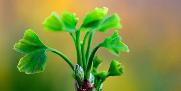 Foto - Şifa kaynağı olduğuna inanılan ev bitkileri! Detaylar şaşkına çevirdi: Fayda edecek olan o 6 bitki! İşte bu da tam listesi