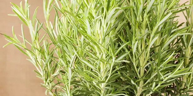 Foto - Şifa kaynağı olduğuna inanılan ev bitkileri! Detaylar şaşkına çevirdi: Fayda edecek olan o 6 bitki! İşte bu da tam listesi