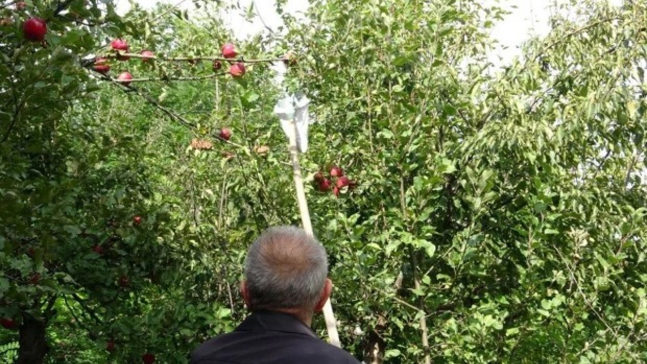 Foto - Şifa kaynağında hasat zamanı! Bakın hangi hastalıklara iyi geliyor