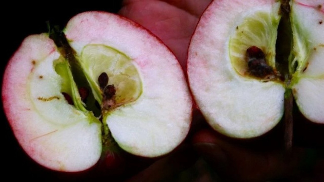 Foto - Şifa kaynağında hasat zamanı! Bakın hangi hastalıklara iyi geliyor