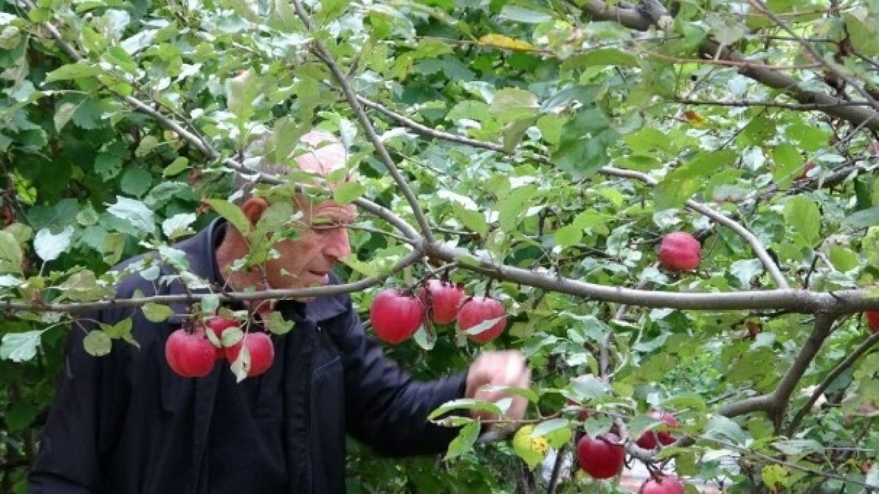 Foto - Şifa kaynağında hasat zamanı! Bakın hangi hastalıklara iyi geliyor