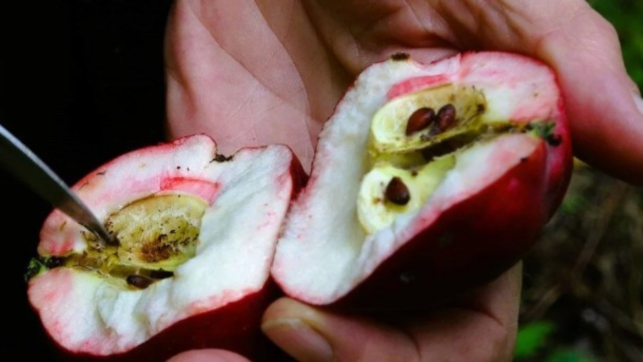 Şifa kaynağında hasat zamanı! Bakın hangi hastalıklara iyi geliyor